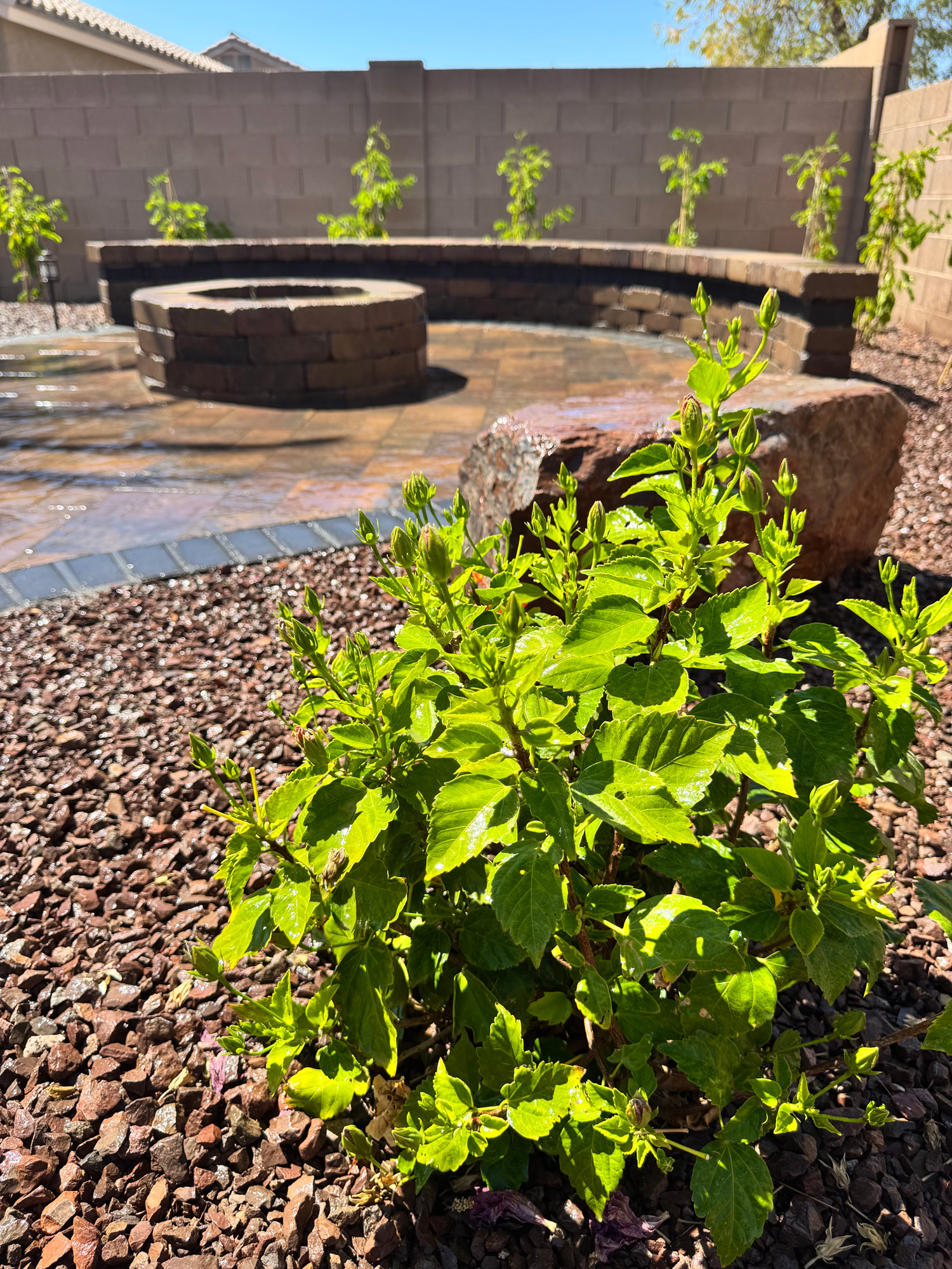 Desert plant selections in yard