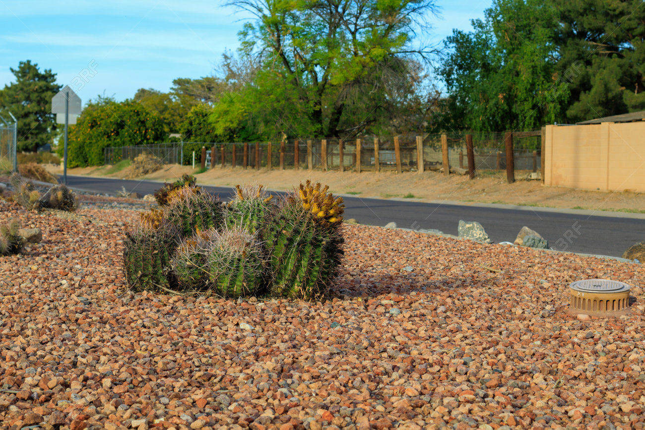 Desert cactus in rock landscaping with proper drainage