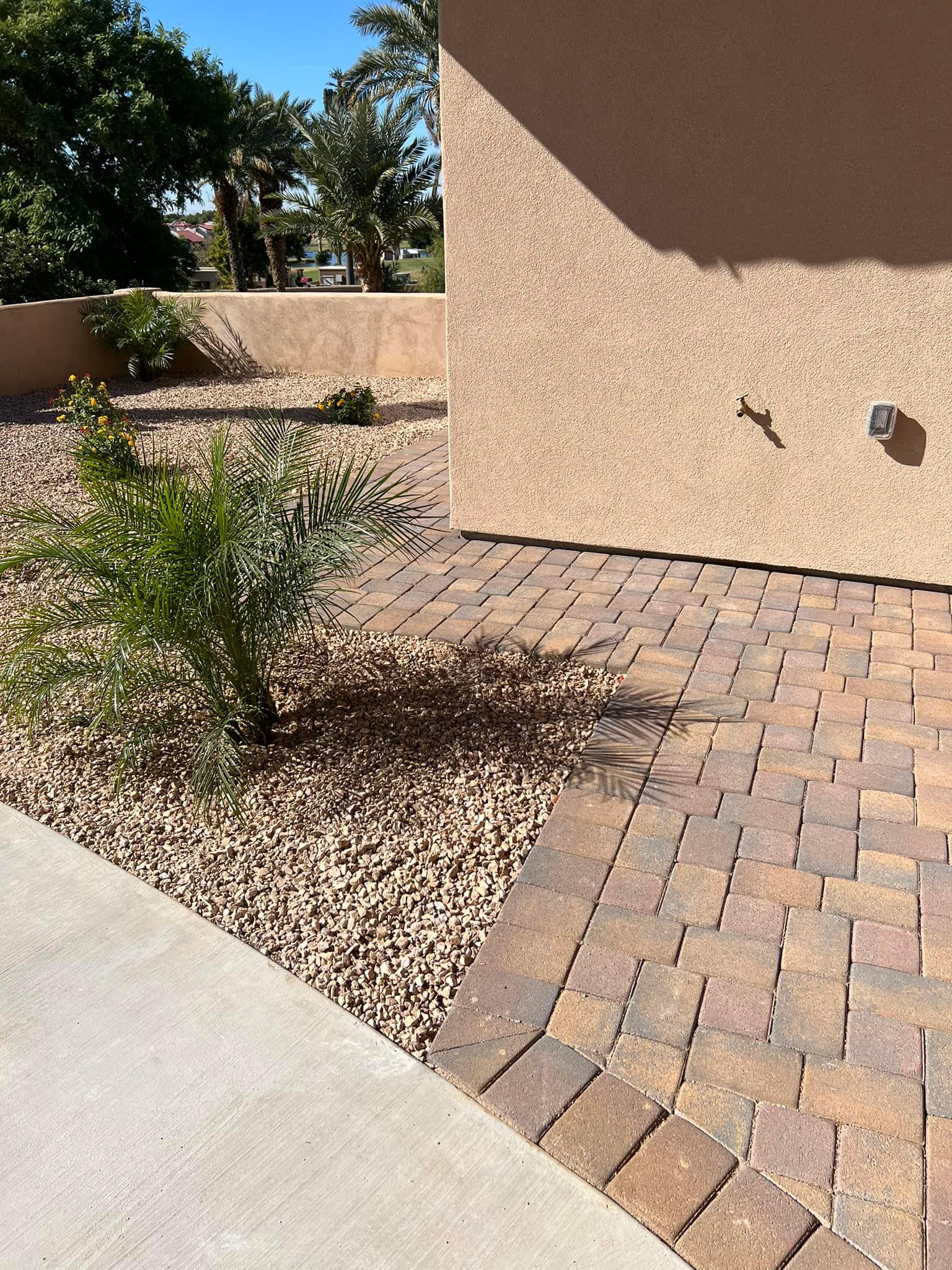 Water-wise plant in landscaping