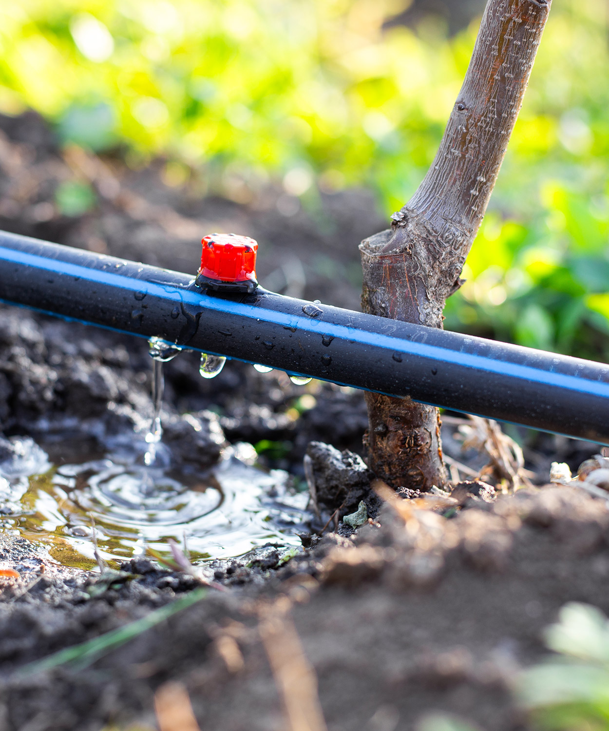 Drip irrigation system in small garden